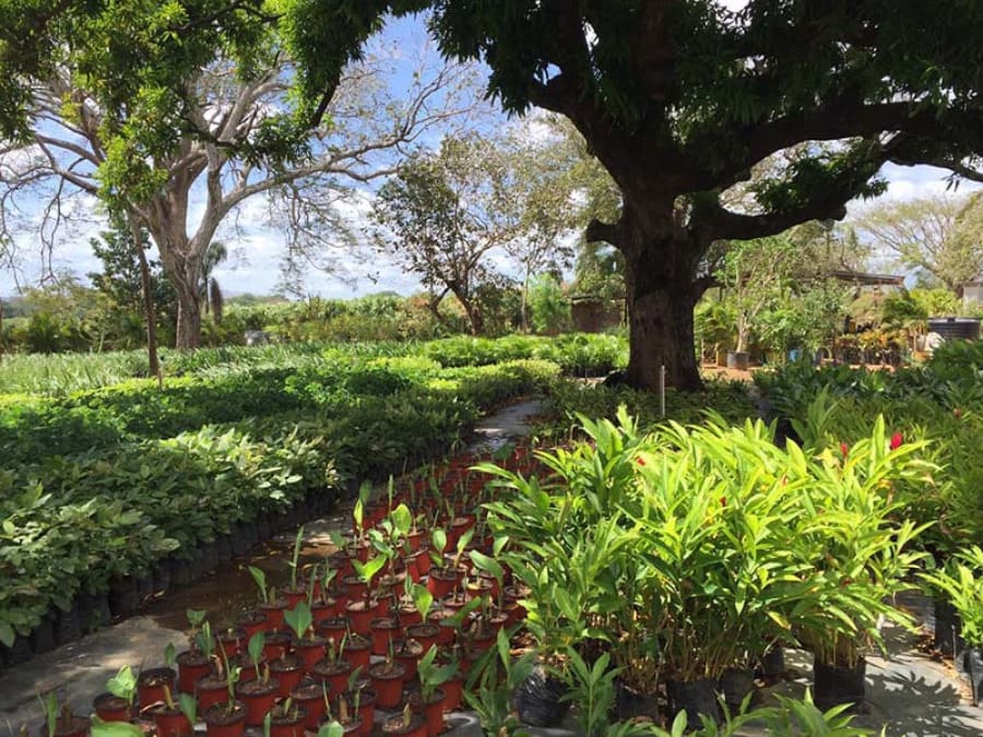 Plantas