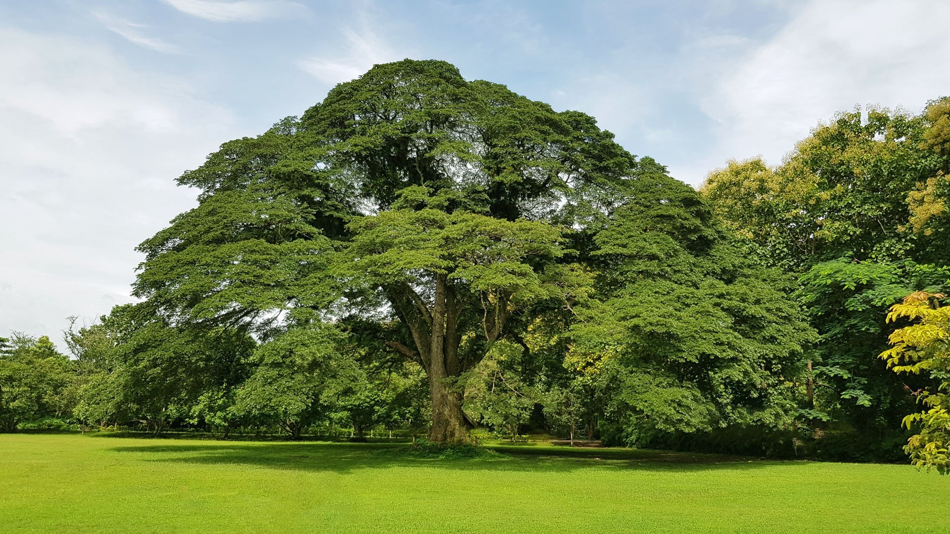 Árboles