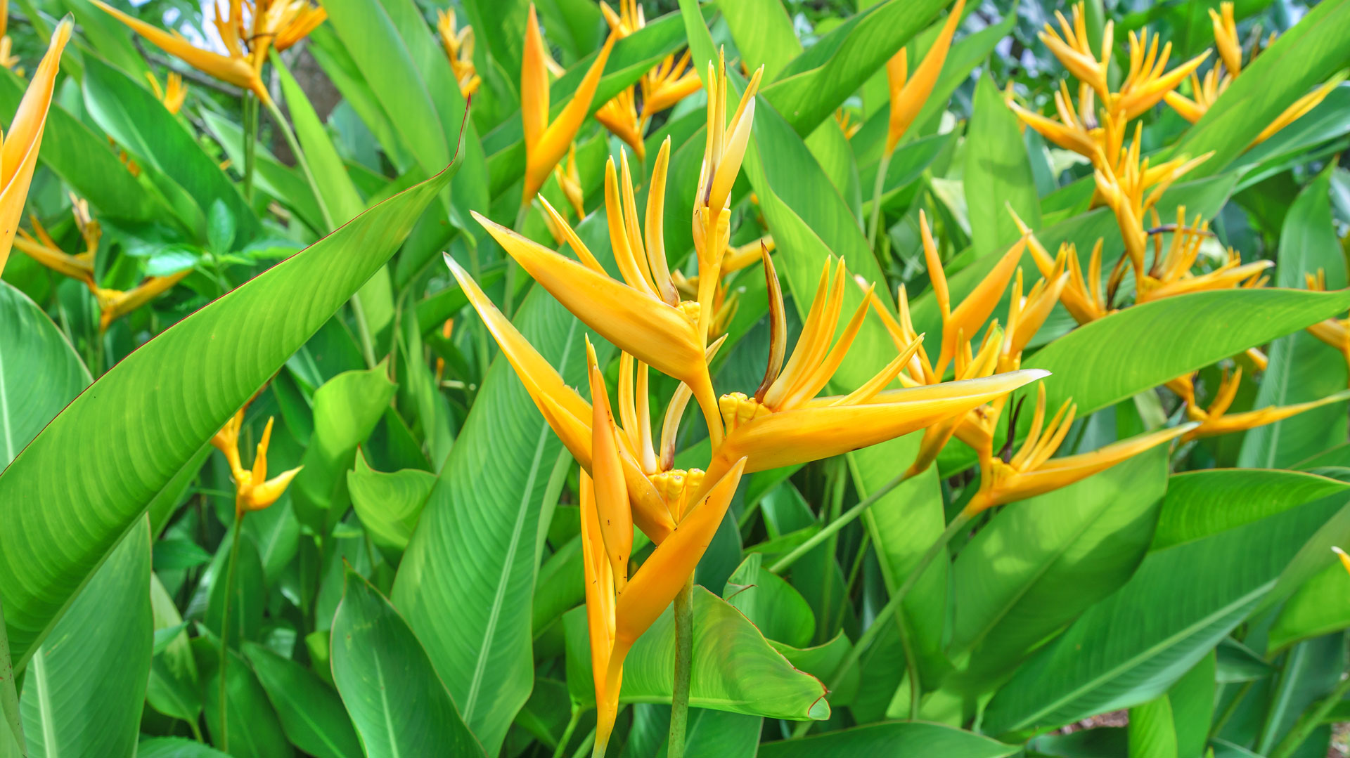 Plantas
